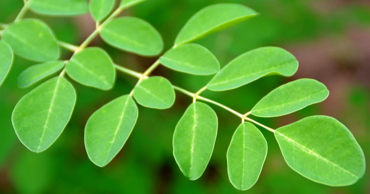 Moringa