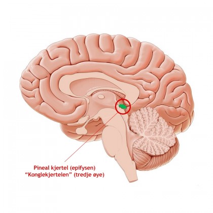 Detox av pinealkjertelen - Pakke