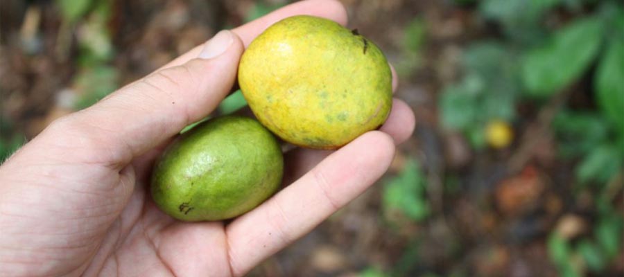 Afrikansk mangofrø