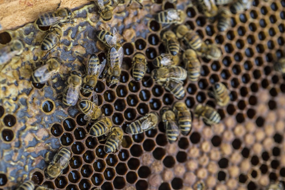 Honningbiene