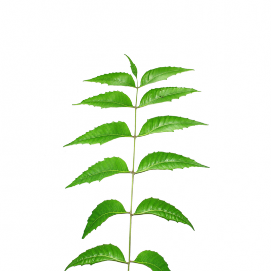 Neem