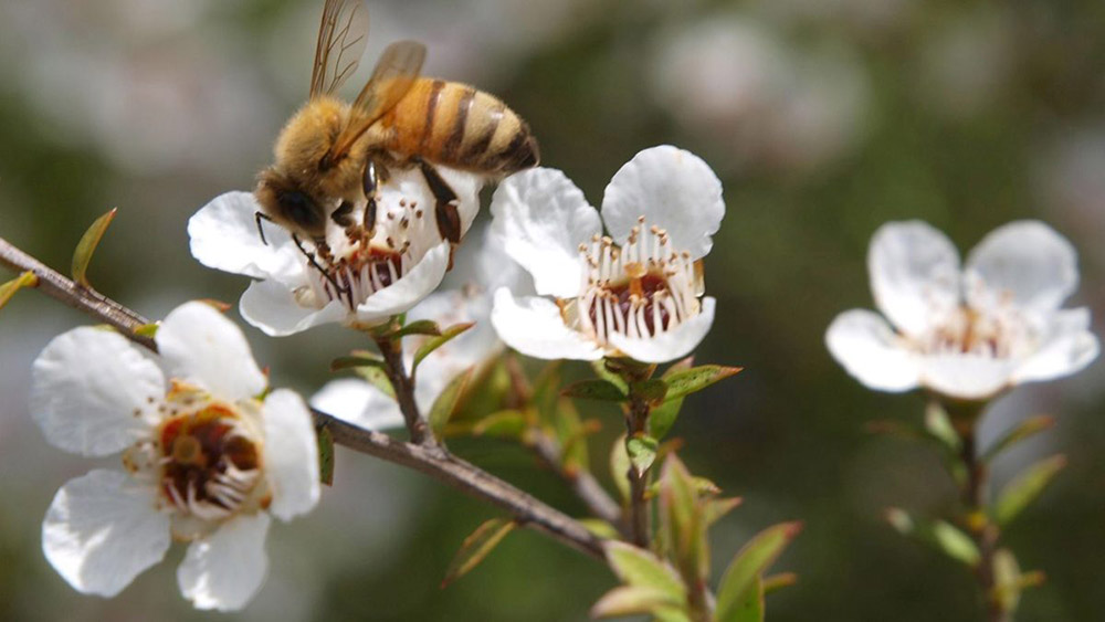 Manuka