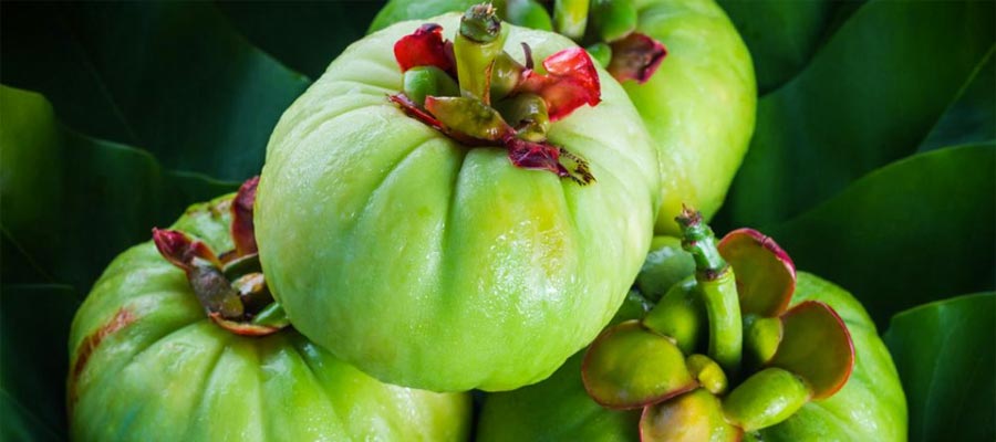 Garcinia Cambogia