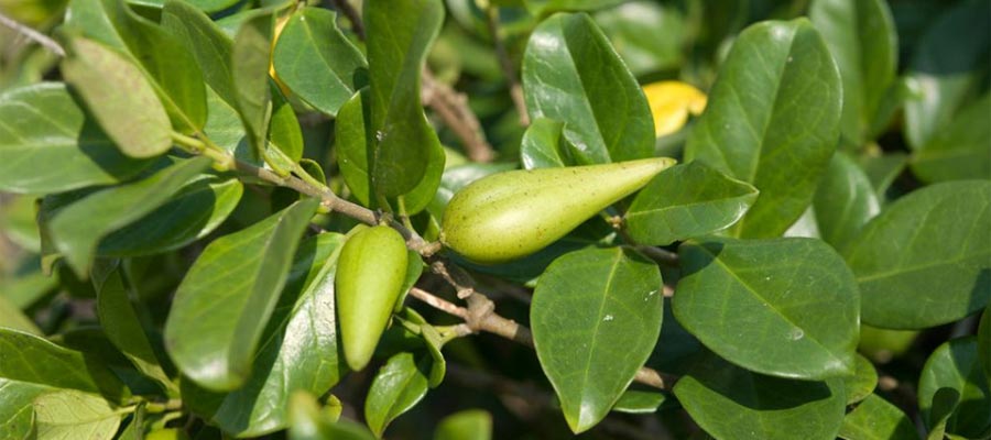 Gymnema Sylvestre