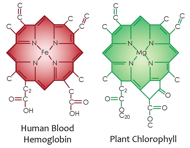 Klorofyll blod hemoglobin