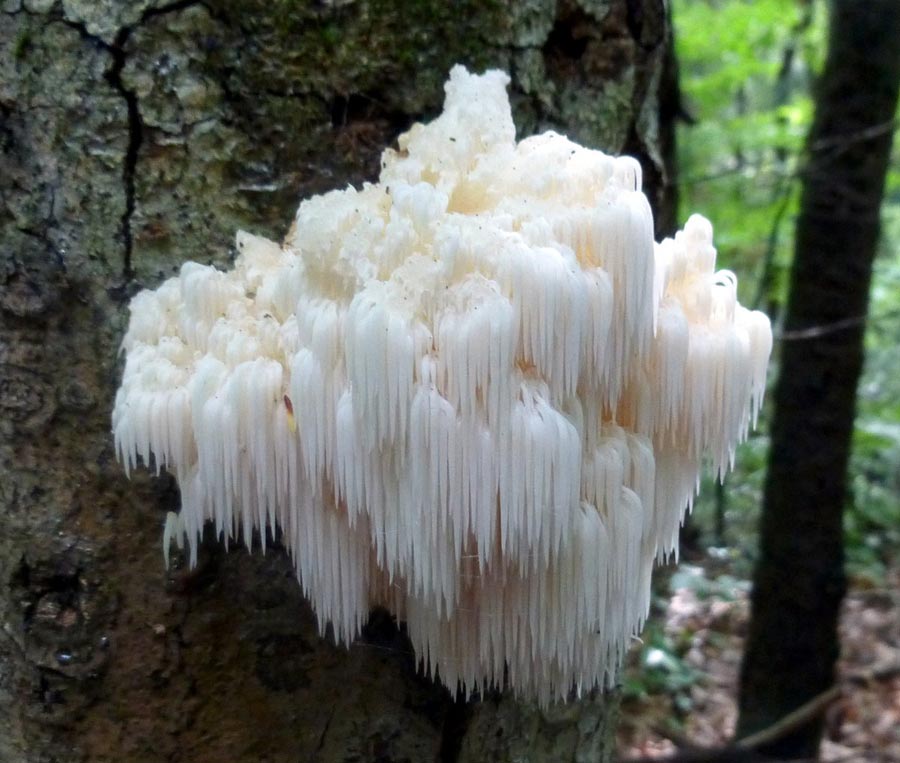 Blogg Medisinsk sopp Lær om Reshi, Cordyceps, Lions mane