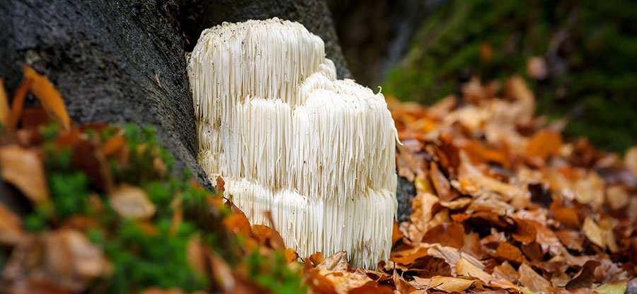 Lions Mane