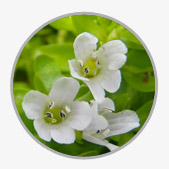 Bacopa