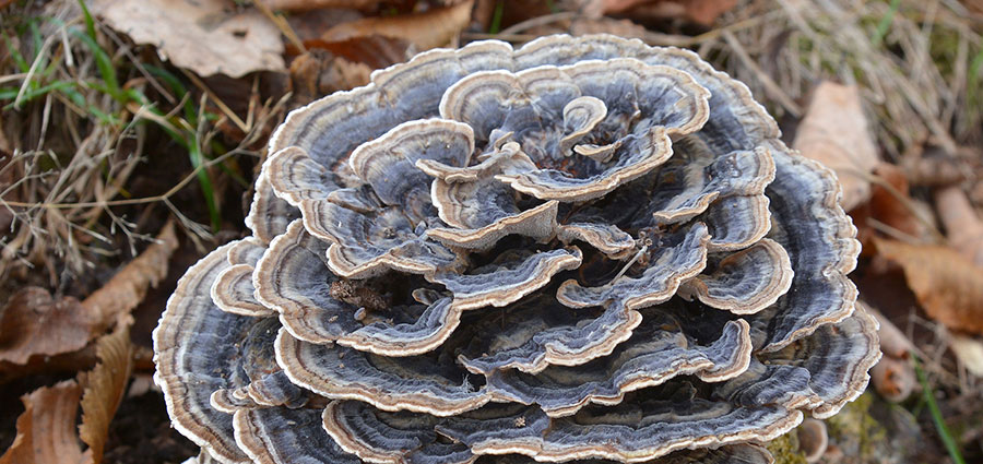 Turkey Tail