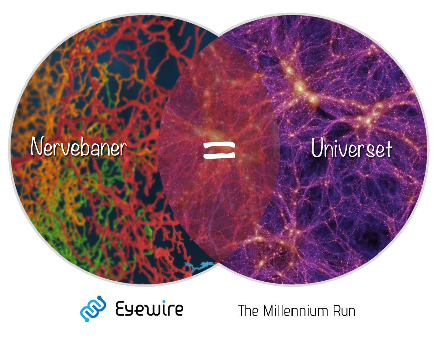 Nervebaner